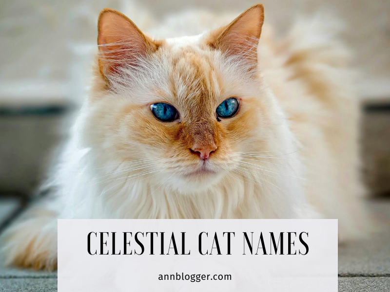 Celestial Cat Names: