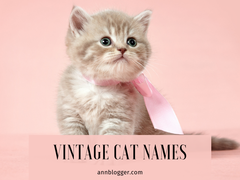 vintage cat names